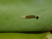 DSC 0041  Larva of Erionota torus