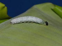 DSC 0043  Larva of Erionota torus