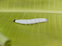 DSC 0048  Larva of Erionota torus