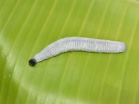 DSC 0049  Larva of Erionota torus