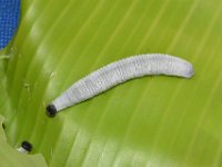 DSC 0050  Larva of Erionota torus