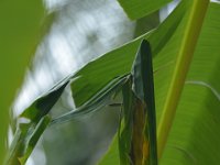 DSC 0253  Leaf roll showing symptom of bird predation on banana skipper