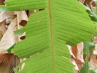 DSC 0374  Banana leaf damaged by skipper