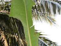 DSC 0398  Banana leaf damaged by skipper larva