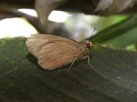 adult-skipper2  Adult butterfly resting on banana