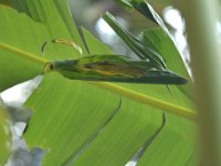 bird-predation  Bird predation on skipper - see leaf roll torn open