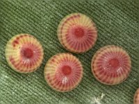 eggsskipper  Eggs of banana skipper (magnified)