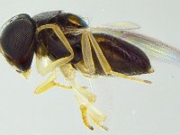 ooencyrtus-profile  Egg parasitoid of skipper, Ooencyrtus pallidipes in lateral view