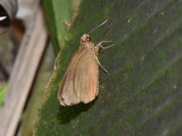 skipper-adult  Adult butterfly resting on banana