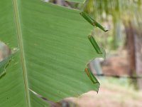 skipper-damage1  Leaf rolls on banana harboring skipper larvae