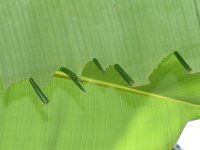 skipper-damage3  Leaf rolls on skipper damaged banana