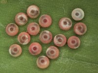 skipper-eggs  Eggs of banana skipper