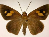 skipper-male  Adult male butterfly, dorsal view