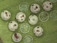 skipper-p  Eggs with emergence holes of parasitoid, Ooencyrtus pallidipes