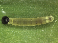 skipper-secondinstar  Second instar larva of banana skipper