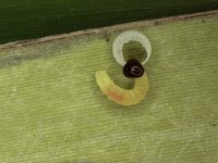 skipperI  Neonate larva of banana skipper