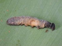 tachinid-parasite1  Larva of Erionota torus parasitized by tachinid