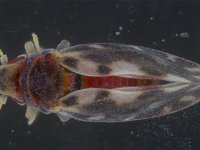 adult-whitefly (2)  Adult of Aleurolobus musae