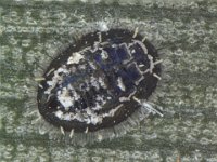 aleyr  Banana whitefly, Aleurolobus musae