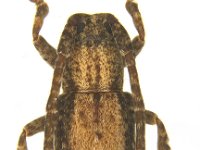 Adult (2)  Adult beetle