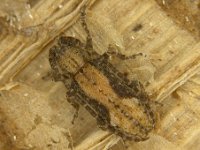 Ropica-signata (3)  Adult of Ropica signata inside banana leaf sheath