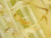 Sybra-larva (4)  Early stage larva