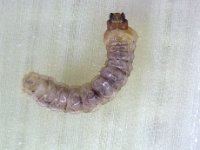 sybra-grub (1)  Mature larva