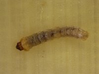 sybra-grub (4)  Mature larva