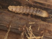 sybra-larva-banana (2)  Larva feeding inside stem