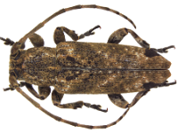 sybra-praeusta  Adult beetle, dorsal view