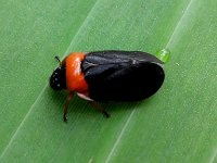 Phymatostetha2  Adult on banana leaf