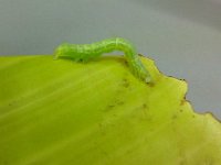 larva (1)  Larva feeding on banana