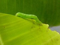 larva (3)  Larva feeding on banana