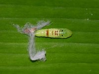 pupa (1)  Pupa of C. chalcites