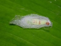 pupa (2)  Pupa of C. chalcites inside silken cocoon