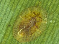 coccus-on-leaf  Coccus hesperidum on banana leaf