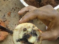 20170317 102804  Corm damage due to tunnelling by corm weevil