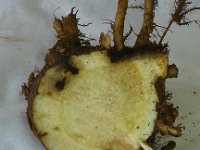 20170317 111956  Rhizome damaged by weevil