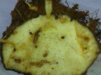 20170317 145435  Corm weevil damage symptom