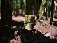 DSC 0618  Insecticides / entomofungal pathogens like Beauveria bassiana may be applied onto the cut surface of the stump and covered with another disc of pseudostem to make the trap more effective.