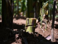 DSC 0621  Disc-on-stump traps can also be used for monitoring and trapping of banana weevils and are better than longitudinally split traps.