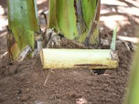 DSC 0646  Longitudinally split pseudostem pieces can be used as traps for monitoring and trapping of banana weevils.  These traps should be frequently visited to collect and kill the adult weevils.