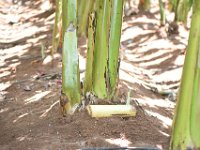 DSC 0651  Longitudinally split pseudostem pieces can be used as traps for monitoring and trapping of banana pseudostem weevil and corm weevil.