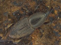 corm weevil  Adult weevil