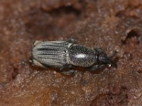 cormweevil-adult3  Adult of rhizome weevil