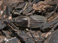 cosmo-adult 5  Adult weevil