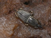 cosmo-adult6  Adult weevil on corm