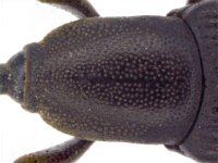 cosmo-pronotum  Pronotum of rhizome weevil with dense punctures