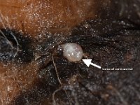 cosmo6  Larva tunnelling into rhizome