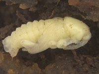 cosmopol-pupa  Pupa of rhizome weevil